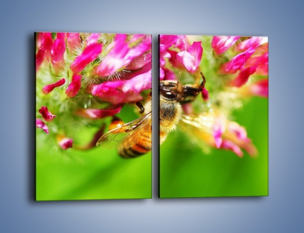 Obraz na płótnie – Pszczoły kochają kwiaty – dwuczęściowy prostokątny pionowy Z065