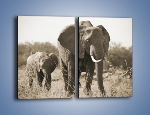 Obraz na płótnie – Wędrówki słoni przez sawannę – dwuczęściowy prostokątny pionowy Z081
