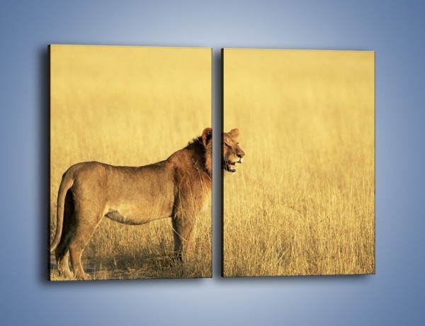 Obraz na płótnie – Czujny wzrok lwicy – dwuczęściowy prostokątny pionowy Z091