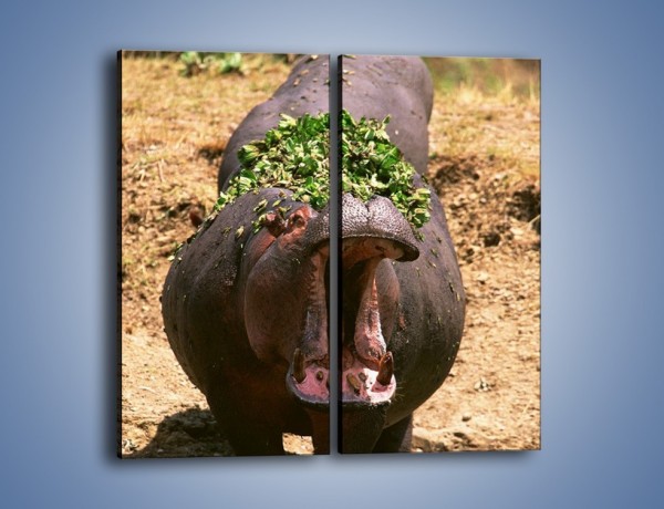 Obraz na płótnie – Hipopotam u dentysty – dwuczęściowy prostokątny pionowy Z117