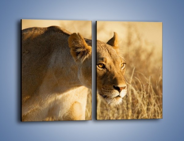Obraz na płótnie – Polowanie z lwicą – dwuczęściowy prostokątny pionowy Z132