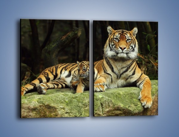 Obraz na płótnie – Tygrysia mamusia z maleństwem – dwuczęściowy prostokątny pionowy Z138