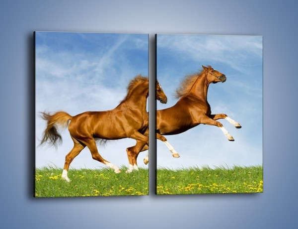 Obraz na płótnie – Skok przez pole z końmi – dwuczęściowy prostokątny pionowy Z147