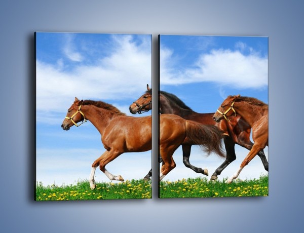 Obraz na płótnie – Galopujące stado brązowych koni – dwuczęściowy prostokątny pionowy Z172