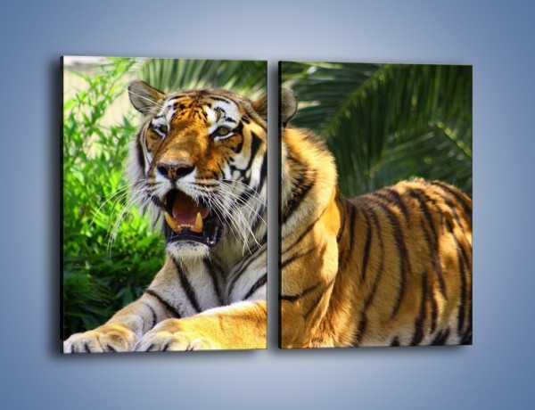 Obraz na płótnie – Cała duma tygrysa – dwuczęściowy prostokątny pionowy Z199