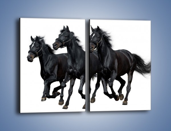 Obraz na płótnie – Trio czarnych ogierów – dwuczęściowy prostokątny pionowy Z202