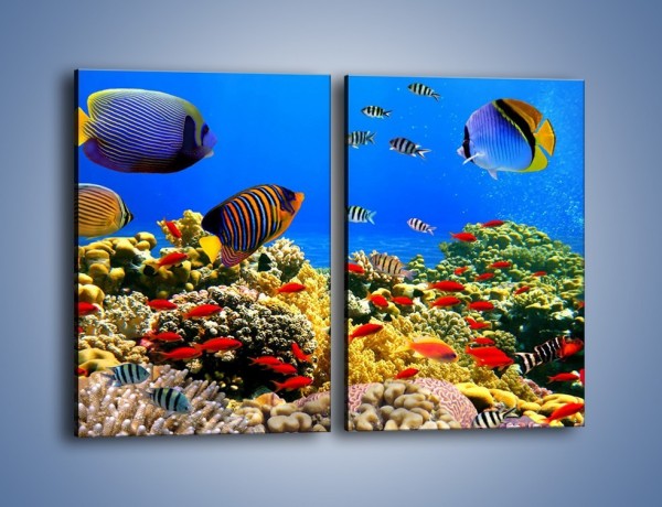 Obraz na płótnie – Kolory tęczy pod wodą – dwuczęściowy prostokątny pionowy Z220