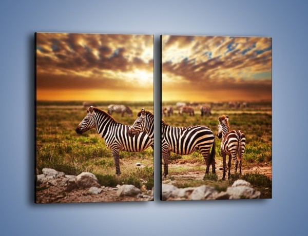 Obraz na płótnie – Zebra w dwóch kolorach – dwuczęściowy prostokątny pionowy Z221