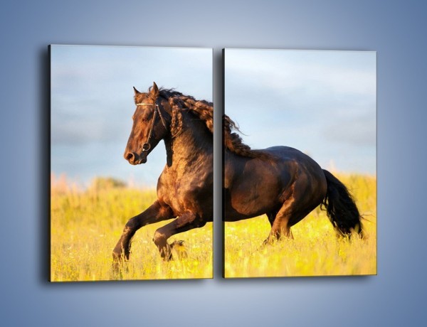 Obraz na płótnie – Dziki koń i jego mięśnie – dwuczęściowy prostokątny pionowy Z232