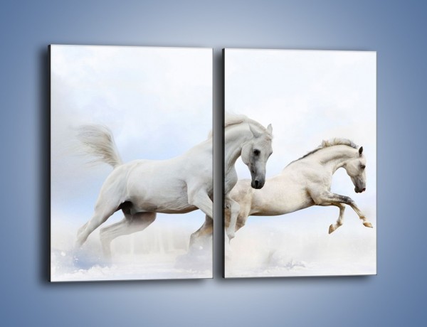 Obraz na płótnie – Białe konie i biały śnieg – dwuczęściowy prostokątny pionowy Z239