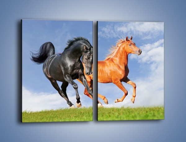 Obraz na płótnie – Czarny rudy i koń – dwuczęściowy prostokątny pionowy Z241