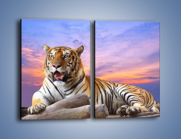 Obraz na płótnie – Tygrys o zachodzie słońca – dwuczęściowy prostokątny pionowy Z246