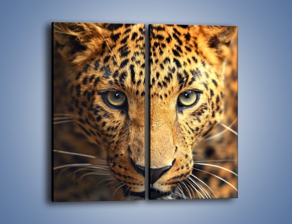 Obraz na płótnie – Najpiękniejsze oczy jaguara – dwuczęściowy prostokątny pionowy Z255
