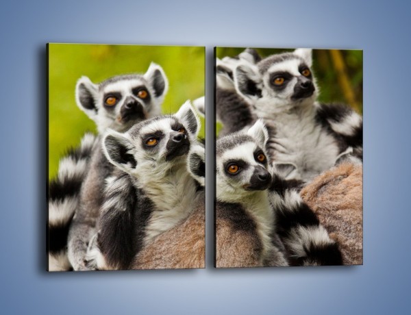 Obraz na płótnie – Wszystko wiedzące lemury – dwuczęściowy prostokątny pionowy Z259
