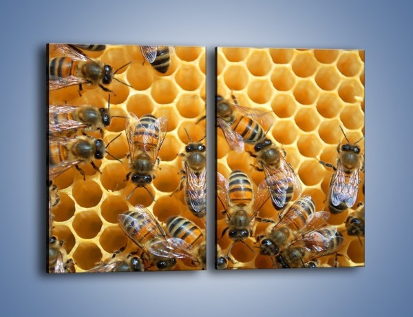 Obraz na płótnie – Pszczoły na plastrze miodu – dwuczęściowy prostokątny pionowy Z265