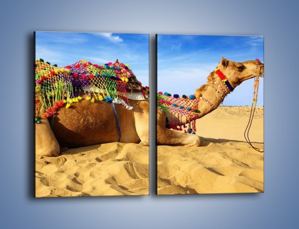 Obraz na płótnie – Wystrojony wielbłąd na pustyni – dwuczęściowy prostokątny pionowy Z266