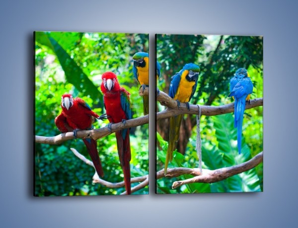Obraz na płótnie – Obrażona koleżanka w gronie papug – dwuczęściowy prostokątny pionowy Z269