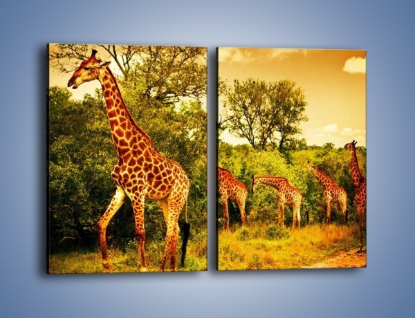 Obraz na płótnie – Spacer dumnych żyraf – dwuczęściowy prostokątny pionowy Z270