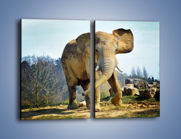 Obraz na płótnie – Ciężkie życie słonia – dwuczęściowy prostokątny pionowy Z273