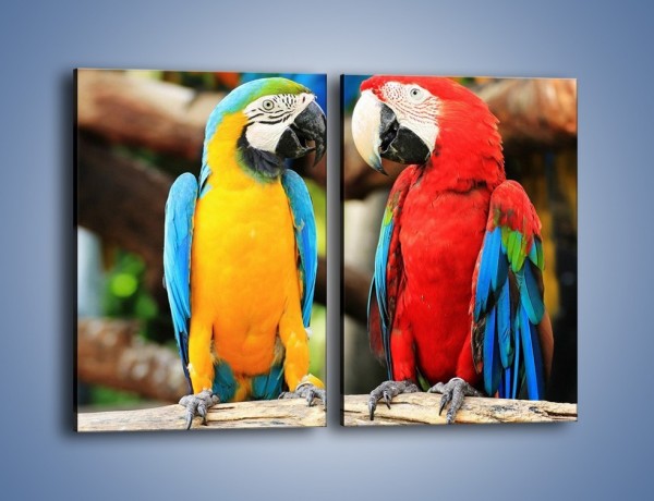 Obraz na płótnie – Ploty papuzie – dwuczęściowy prostokątny pionowy Z276