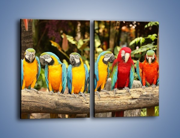 Obraz na płótnie – Sześć papug czeka na siódmego – dwuczęściowy prostokątny pionowy Z279