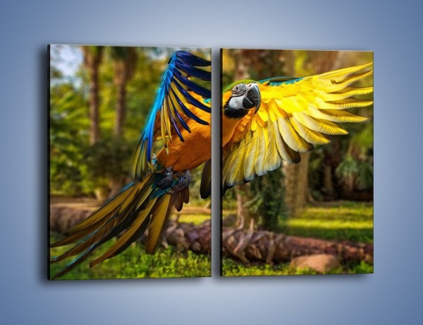 Obraz na płótnie – Rozłożone barwne skrzydła papugi – dwuczęściowy prostokątny pionowy Z281