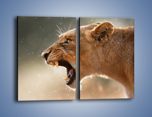Obraz na płótnie – Ostrzeżenie lwiej samicy – dwuczęściowy prostokątny pionowy Z299