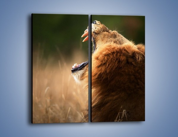 Obraz na płótnie – Lew królem zwierząt – dwuczęściowy prostokątny pionowy Z300