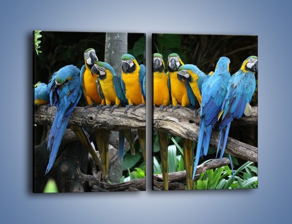 Obraz na płótnie – Narada papuziej rodziny – dwuczęściowy prostokątny pionowy Z307