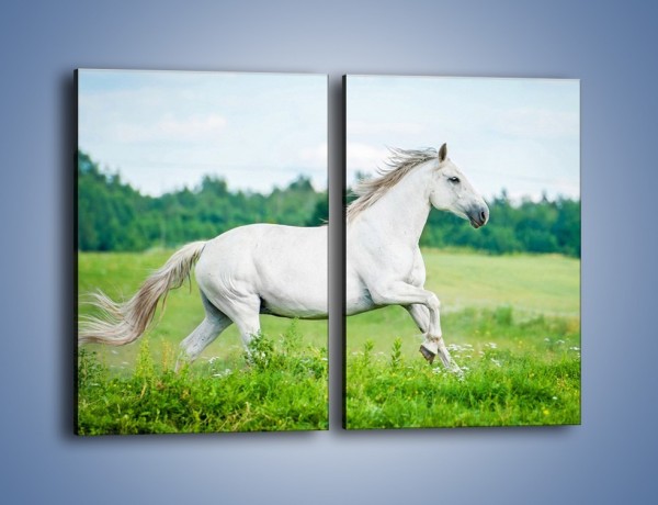 Obraz na płótnie – Biały koń i leśna polana – dwuczęściowy prostokątny pionowy Z317