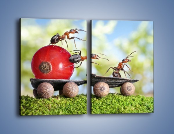 Obraz na płótnie – Mrówki i ich powóz – dwuczęściowy prostokątny pionowy Z325