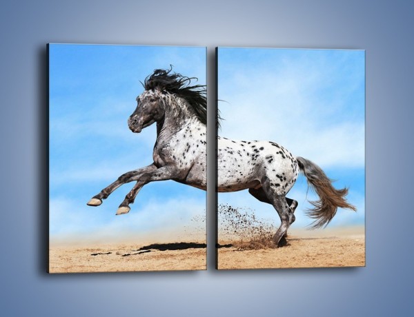 Obraz na płótnie – Rzadko spotykany okaz konia – dwuczęściowy prostokątny pionowy Z329