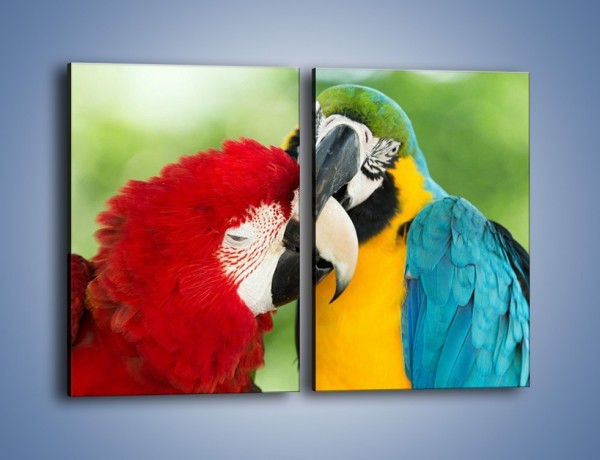 Obraz na płótnie – Miłość między papugami – dwuczęściowy prostokątny pionowy Z333