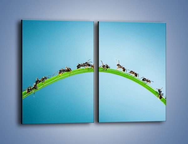 Obraz na płótnie – Mrówki na zielonym moście – dwuczęściowy prostokątny pionowy Z336