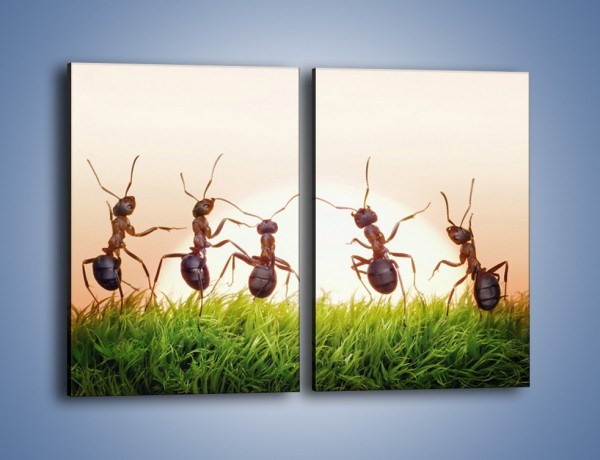 Obraz na płótnie – Taniec mrówek na trawie – dwuczęściowy prostokątny pionowy Z338