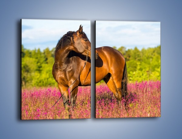 Obraz na płótnie – Koń w lawendowym polu – dwuczęściowy prostokątny pionowy Z340