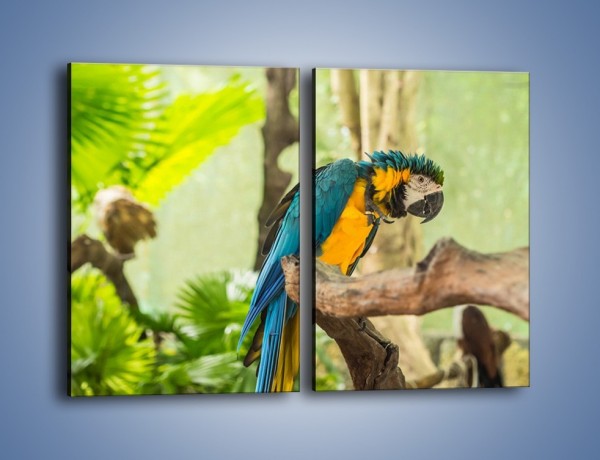 Obraz na płótnie – Zła potargana papuga – dwuczęściowy prostokątny pionowy Z345