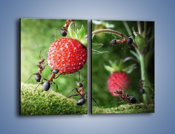 Obraz na płótnie – Mrówki i truskawka – dwuczęściowy prostokątny pionowy Z347