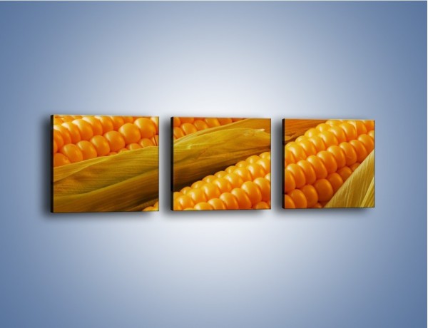 Obraz na płótnie – Kolby dojrzałych kukurydz – trzyczęściowy JN046W1