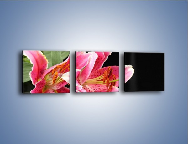 Obraz na płótnie – Rozwinięte lilie na czarnym tle – trzyczęściowy K007W1