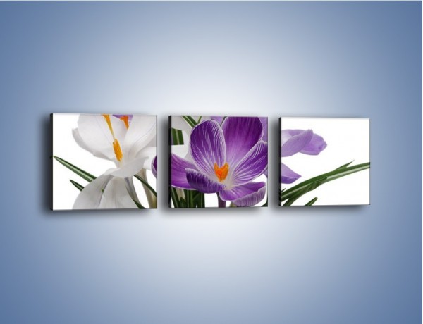 Obraz na płótnie – Biało-fioletowe krokusy – trzyczęściowy K020W1