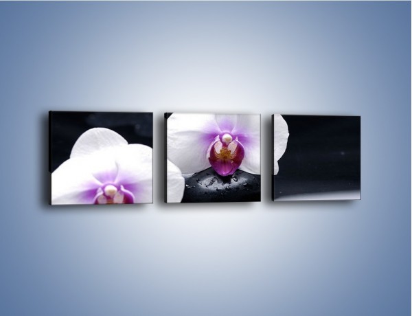 Obraz na płótnie – Główki białych storczyków – trzyczęściowy K024W1