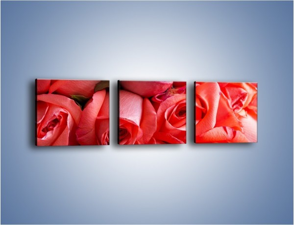 Obraz na płótnie – Tylko widoczne róże – trzyczęściowy K1004W1