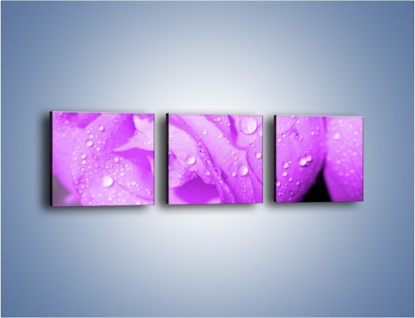 Obraz na płótnie – Jasno fioletowe skropione płatki – trzyczęściowy K1020W1