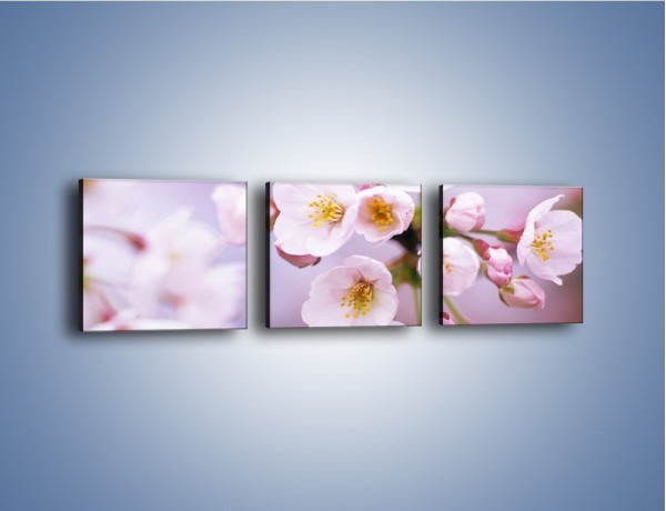 Obraz na płótnie – Gałązka kwiatów jabłoni – trzyczęściowy K102W1