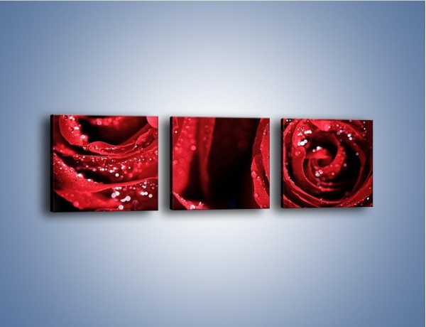 Obraz na płótnie – Róża czerwona jak wino – trzyczęściowy K170W1