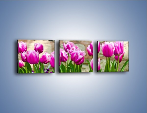 Obraz na płótnie – Tulipany w domowym ogródku – trzyczęściowy K409W1