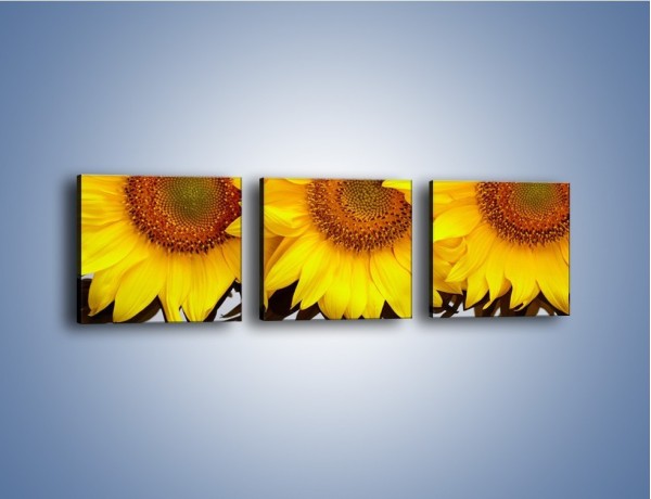 Obraz na płótnie – Najpiękniejsza odsłona słoneczników – trzyczęściowy K416W1