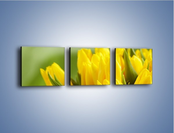 Obraz na płótnie – Słońce schowane w tulipanach – trzyczęściowy K424W1