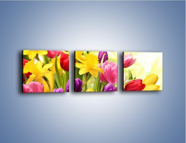 Obraz na płótnie – Żonkile wśród tulipanów – trzyczęściowy K430W1
